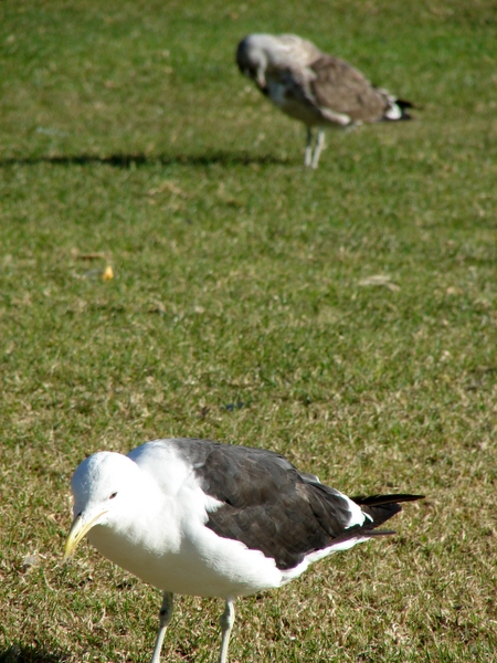 Urban Wildlife