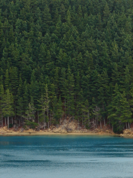 Conifer Coastline