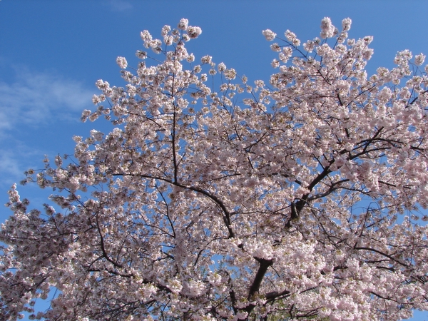 Cherry Blossoms