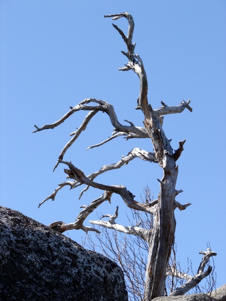 The American Version of the Tree of Gondor