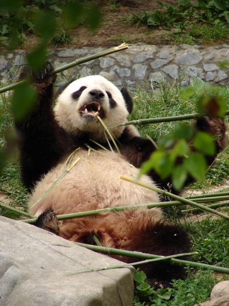 Panda Pa