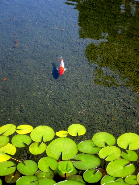 Fishes!