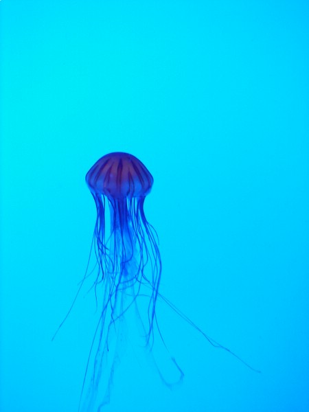 Mmmm, Jelly..