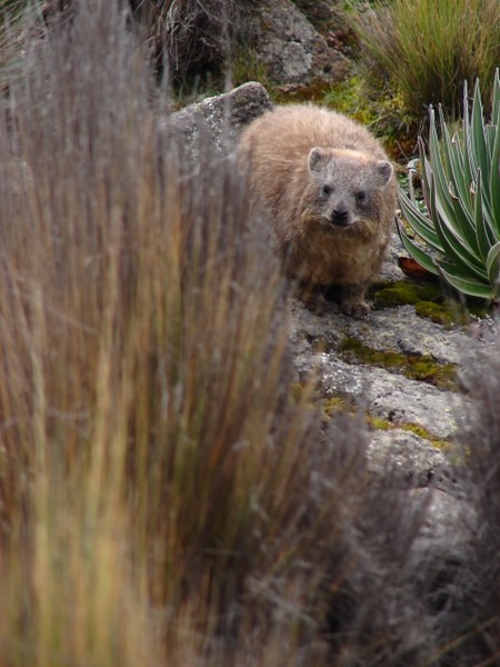 Hyrax
