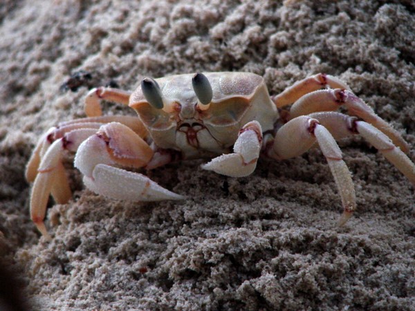 Crab